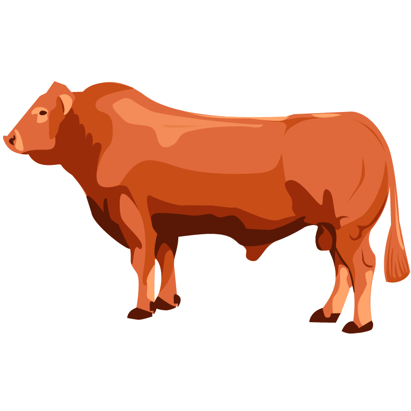 Beef